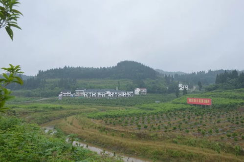 嘉陵鄉村旅游精品線出爐，快來尋覓你的故鄉記憶