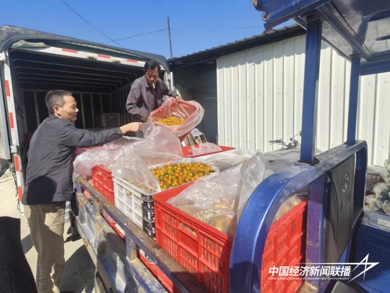 福建云霄東廈鎮 小番茄“串”起鄉村振興大產業，點燃鄉村旅游新引擎